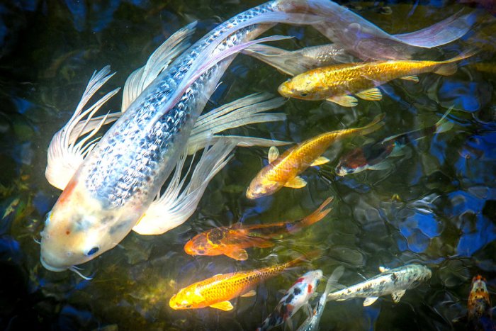 A large koi with metalic scales followed by smaller goldfish and shubunkin