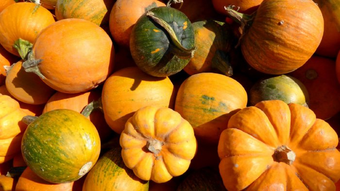 mini pumpkins and gourds