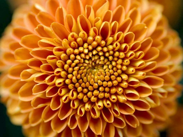 an orange mum