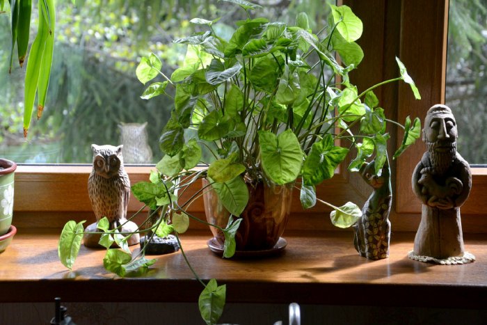 Indoor plant