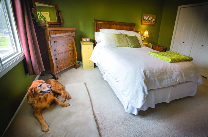 dog in bedroom