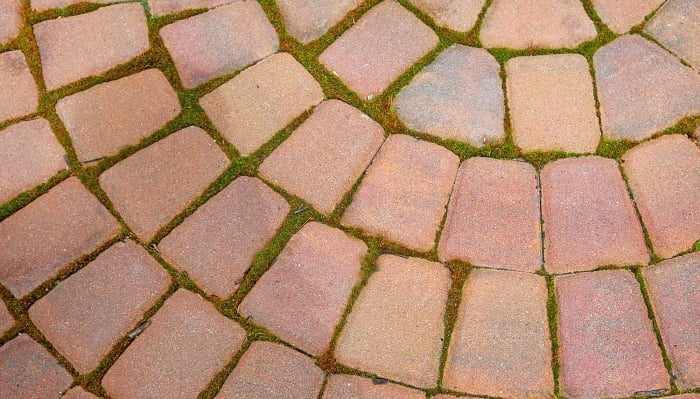 bricks with moss growing between