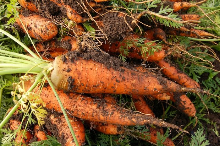 fresh carrots from vegetable garden