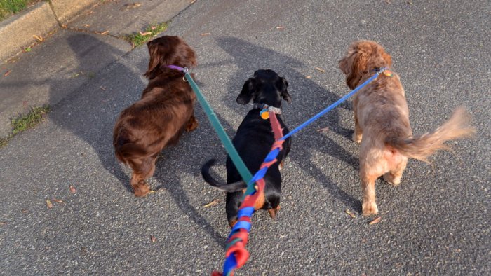 Dogs walking