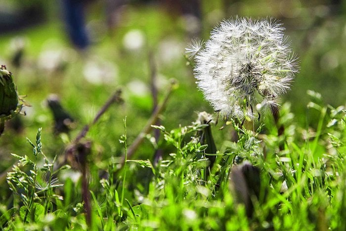 dandelion going to seed