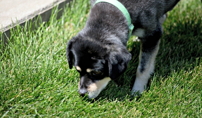 dog sniffing grass