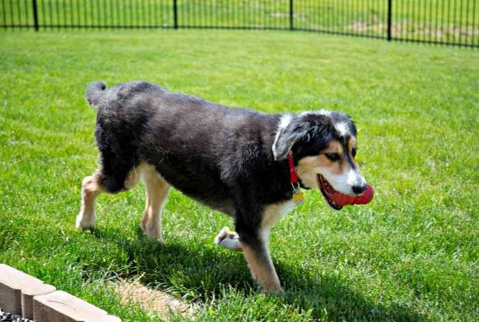 dog with ball in grass