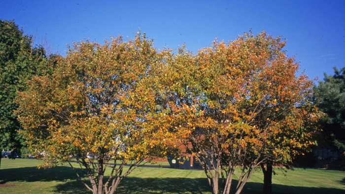 shadblow, shadbush, serviceberry trees