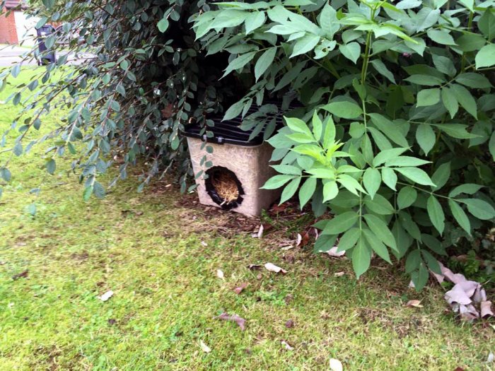 DIY feral cat shelter