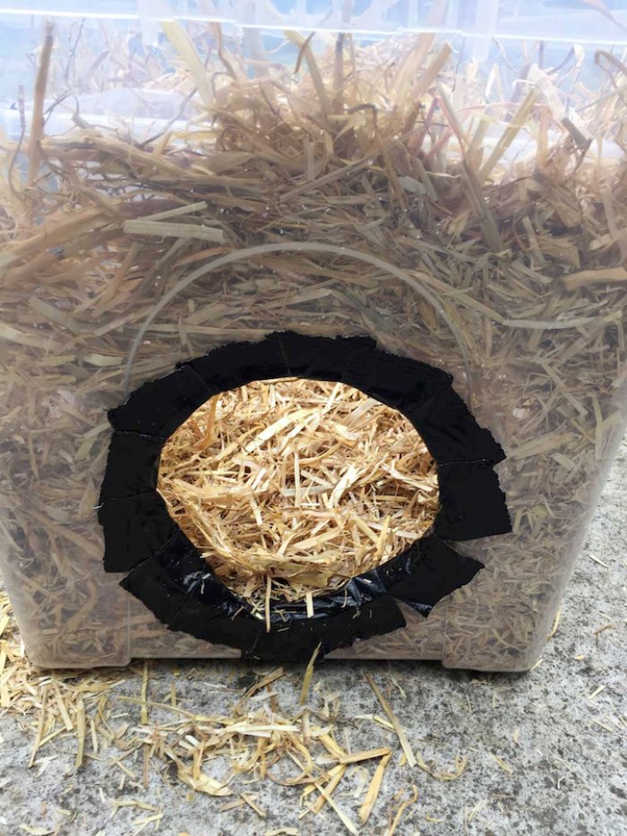 making DIY feral cat shelter