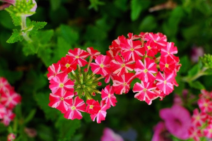 verbena