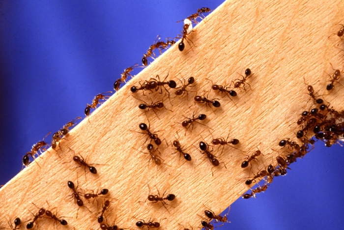 fire ants crawling over wooden board