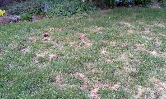 damaged yard