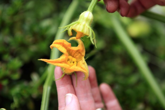 hand pollinating pumpkin flowers