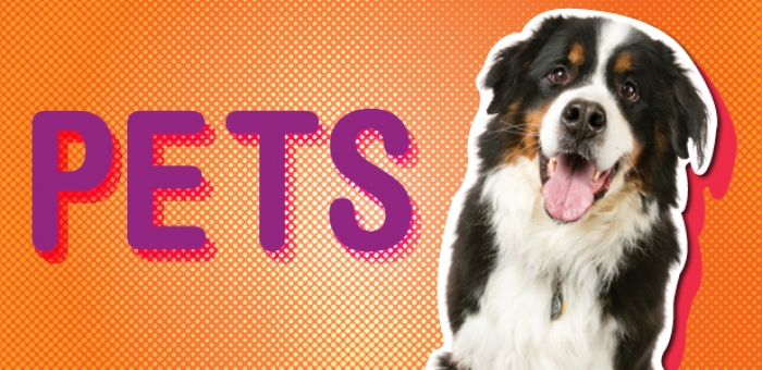 pets graphic