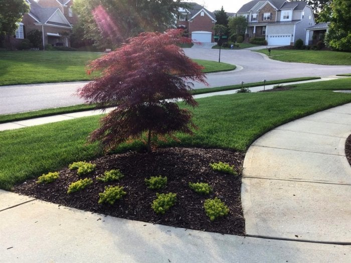 Japanese maple tree