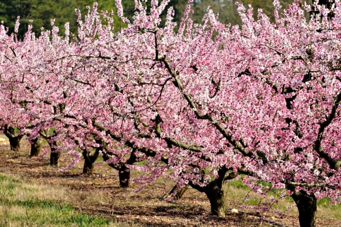peach trees in bloom