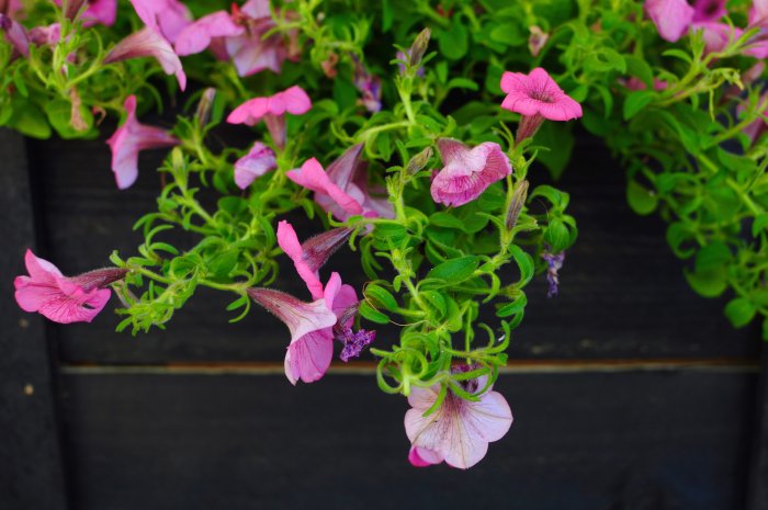 pink petunias hanging over planter