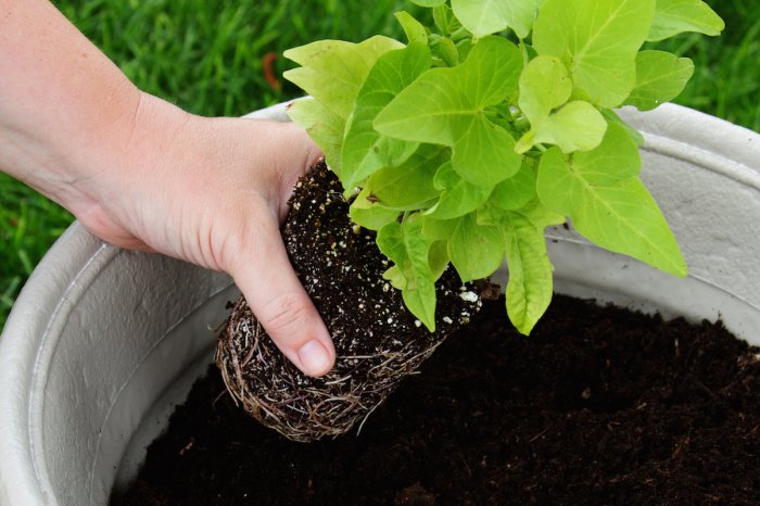 planting in garden pot
