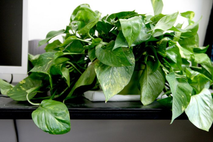 While beautiful, pothos and several other house plants can be poisonous to pets. Check with your vet before purchasing any plants. (Photo courtesy of Quinn Dombrowski)