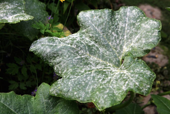 powdery mildew