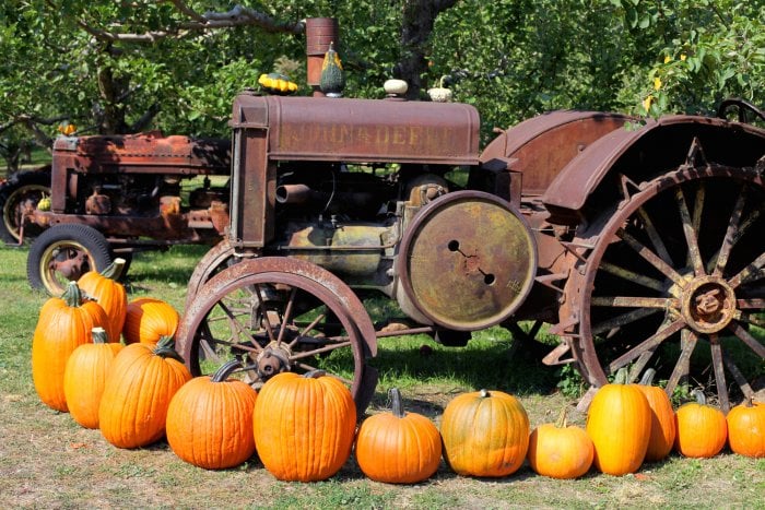 pumpkin display around vintage tractor