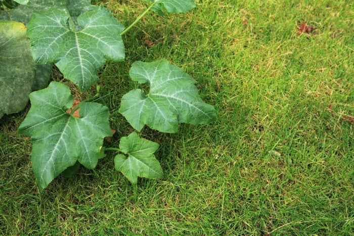 pumpkin plant in yard