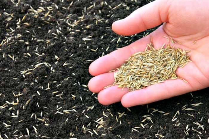 grass seed