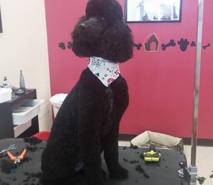 black poodle grooming