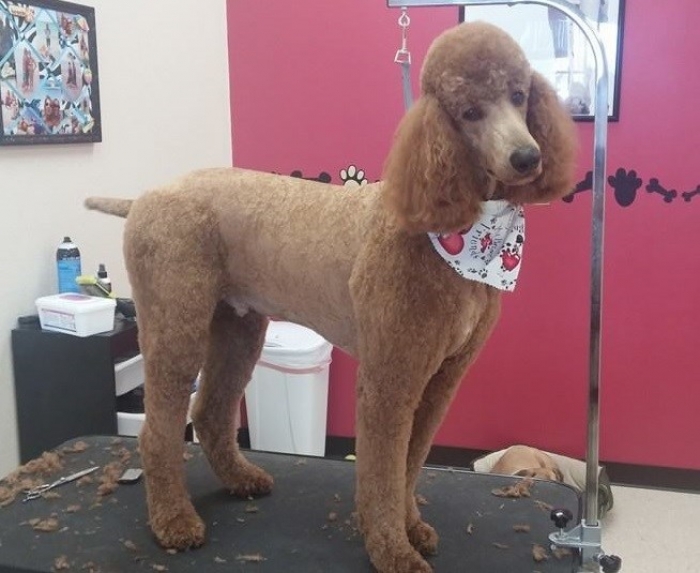 apricot poodle groomer