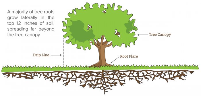 graphic showing tree roots growing underground