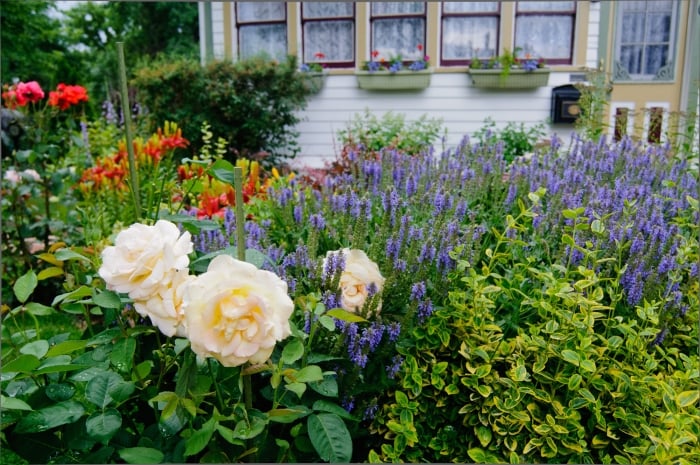 spring flowers