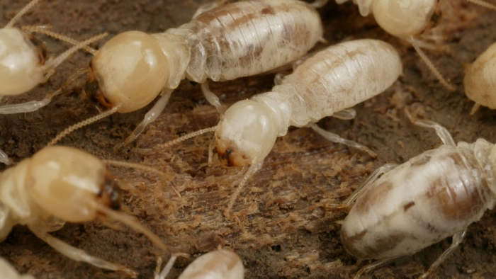 termites crawling on wood