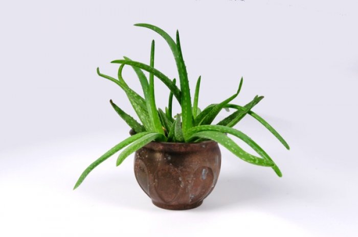 Aloe is easy to grow and provides many benefits. (Photo courtesy of Eldon Lindsay)