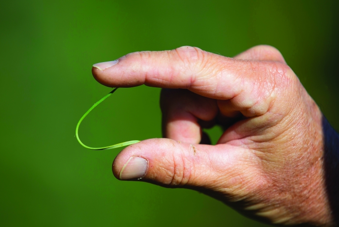 pine needle bending