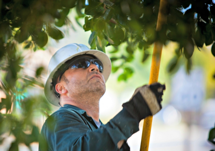 man trimming tree