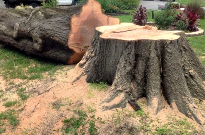 fallen tree and its stump