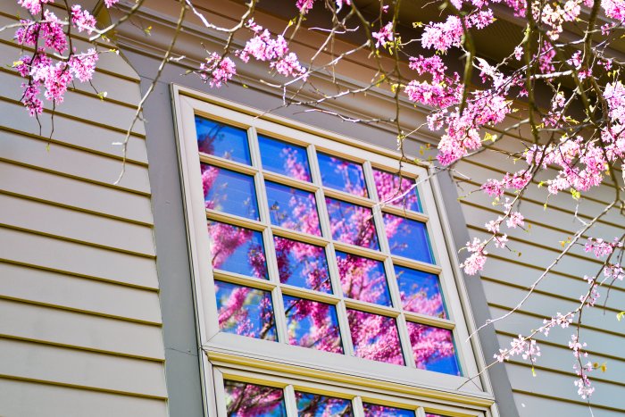 windows with flowers