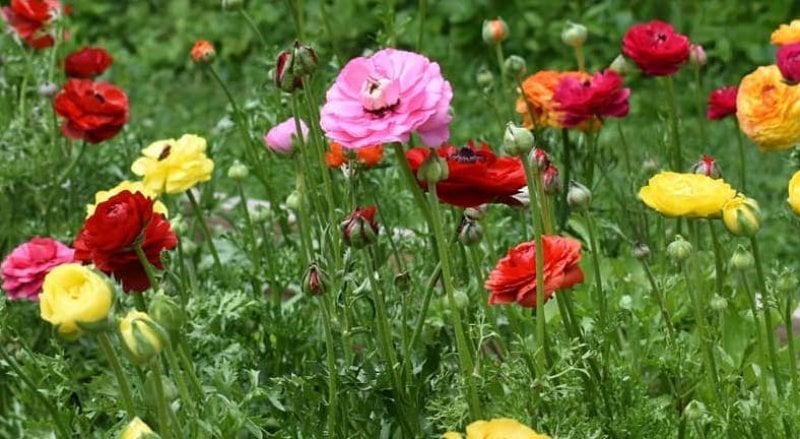 Close-up of pink, red, and yellow flowers in the grass of farmland