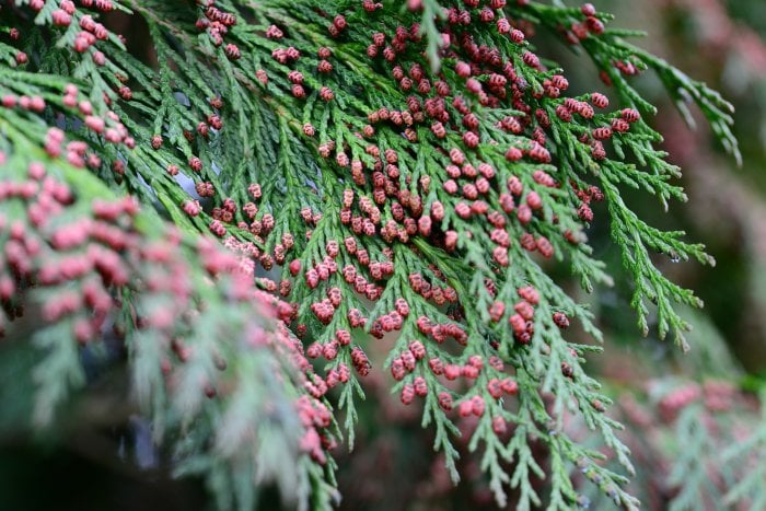 cedar tree foliage