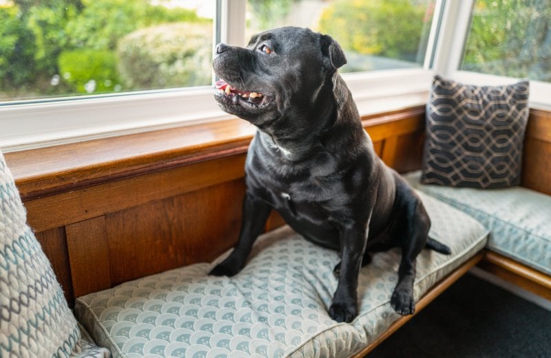 dog sitting near window (Photo by CBCK-Christine/iStock/Getty Images Plus via Getty Images)