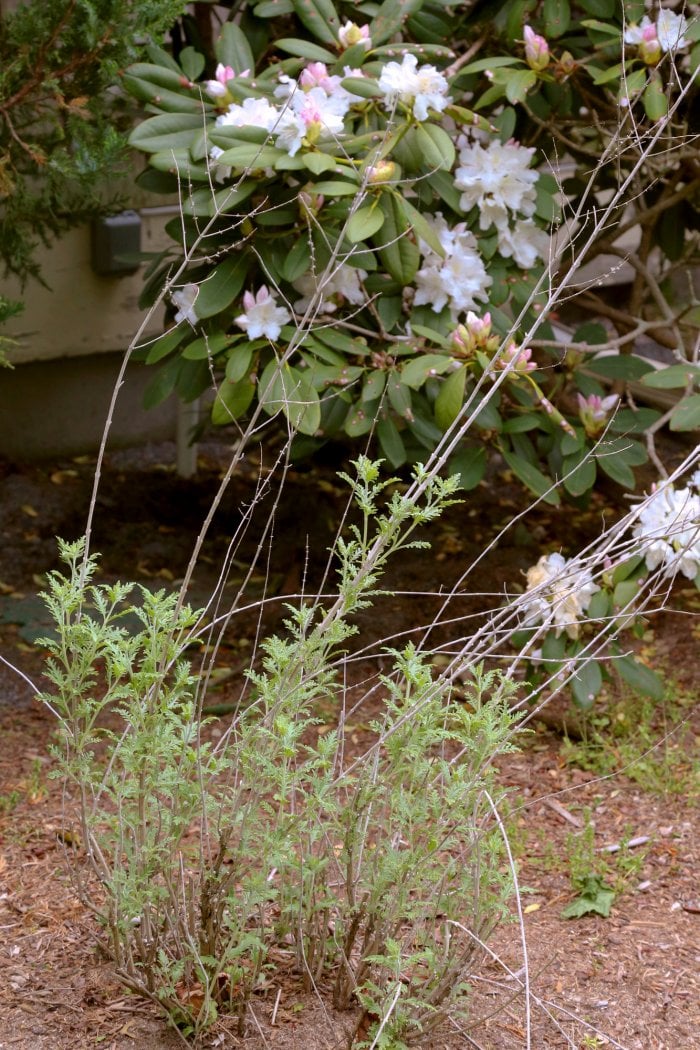 Properly time your pruning to get the most blossoms and get rid of dead material. (Photo courtesy of Melissa Caughey/Tilly's Nest)