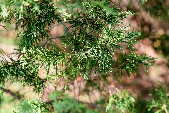 Pruning out disease is the easiest way to keep your plants healthy. (Photo courtesy of Melissa Caughey/Tilly's Nest)