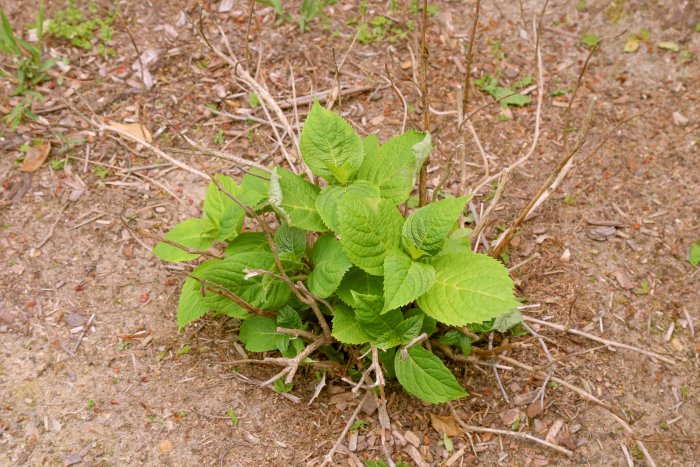 Old dead branches are unsightly and restrict growth on hydrangeas. (Photo courtesy of Melissa Caughey/Tilly's Nest)