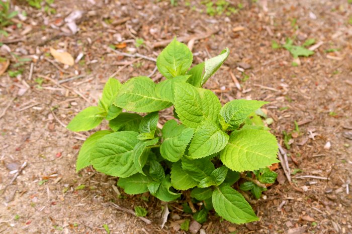Pruned hydrangeas encourage additional growth for large, healthy plants. (Photo courtesy of Melissa Caughey/Tilly's Nest)