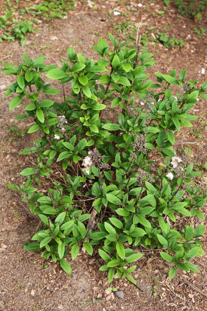 Be aware of what's old wood and what's new wood to avoid pruning the coming year's blossoms. (Photo courtesy of Melissa Caughey/Tilly's Nest)