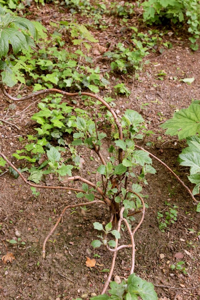 This oakleaf hydrangea was damaged over the winter and needed to be pruned. (Photo courtesy of Melissa Caughey/Tilly's Nest)