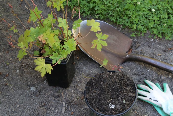 Gather the appropriate planting supplies. (Photo courtesy of Melissa Caughey/Tilly's Nest)