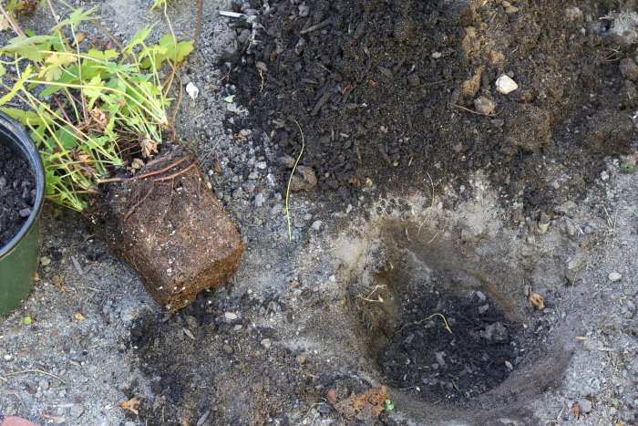 Dig a hole as deep as the pot of the plant. (Photo courtesy of Melissa Caughey/Tilly's Nest)