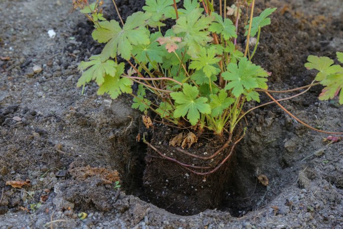 Create a healthy soil mixture for your plants. (Photo courtesy of Melissa Caughey/Tilly's Nest)